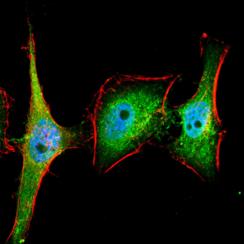 B2M Antibody