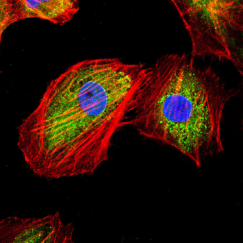 EIF2A Antibody