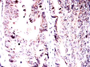 EIF2A Antibody