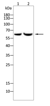 EIF2A Antibody