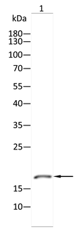 CD24 Antibody