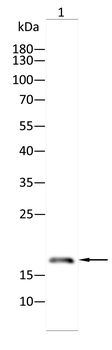 CD24 Antibody