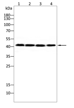 RING1 Antibody
