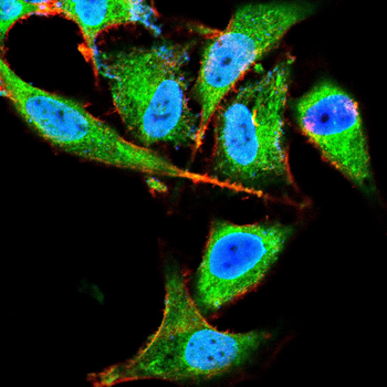 CLGN Antibody