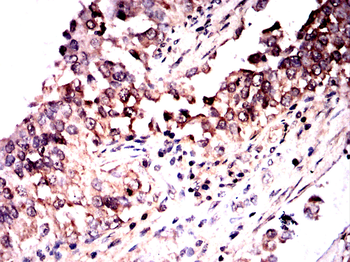 CLGN Antibody