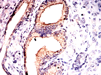 CLGN Antibody