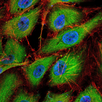 GAB2 Antibody