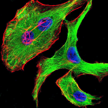 GAB2 Antibody