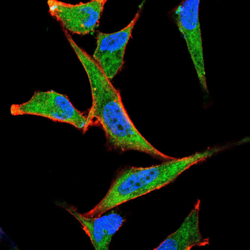 MAPK7 Antibody