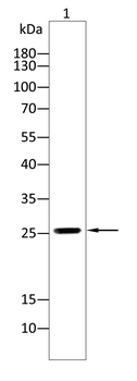 PRL Antibody