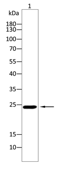 RHOF Antibody