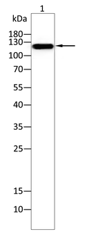 PIK3CG Antibody