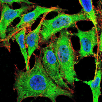 APP Antibody