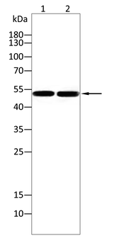 PDK2 Antibody