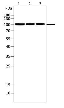 PKN1 Antibody