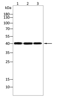 TRIM63 Antibody