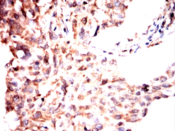 CASP7 Antibody