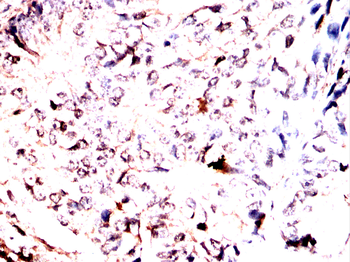 CASP7 Antibody