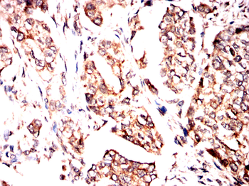 RAB27A Antibody