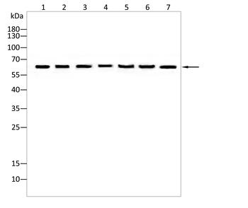 RANGAP1 Antibody