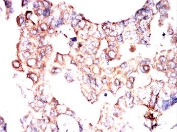 APC Antibody