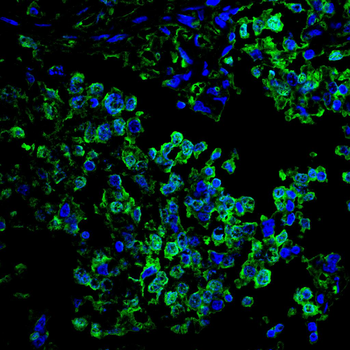 APC Antibody