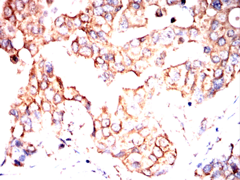APC Antibody