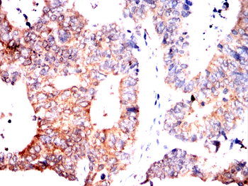 APC Antibody