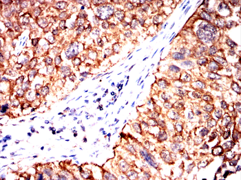 APC Antibody