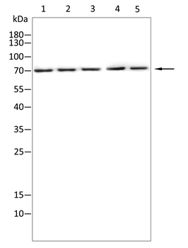 ADD1 Antibody