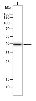 AIM2 Antibody