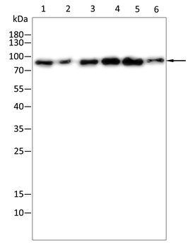 KDM1B Antibody
