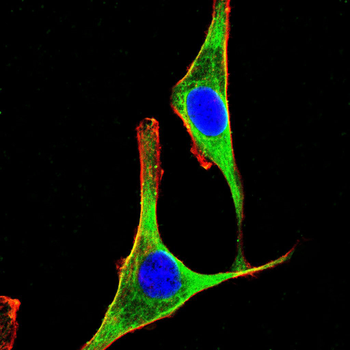SIRT4 Antibody
