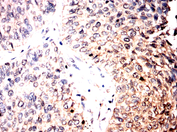 MAPK1 Antibody