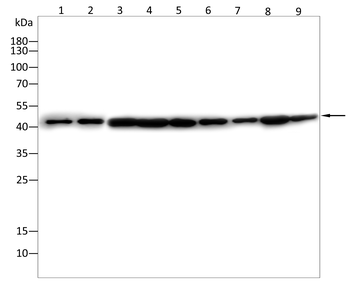 MAPK1 Antibody