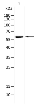 Phospho-Akt (Ser473) Rabbit Polyclonal Antibody