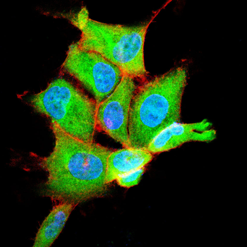 NME2 Antibody