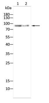 CDH17 Antibody