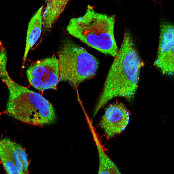CD6 Antibody