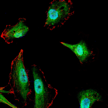 PDPK1 Antibody