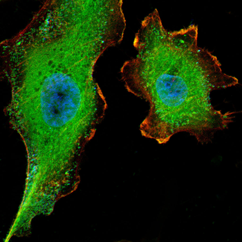 PDPK1 Antibody