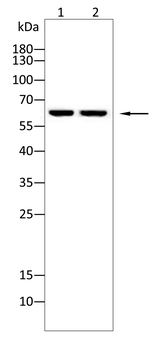 PDPK1 Antibody