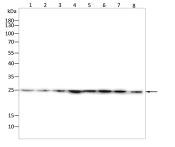 CBX1 Antibody