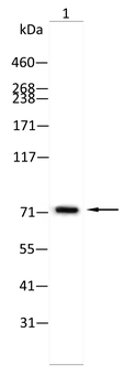 FN1 Antibody