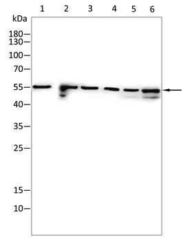 PI 3 Kinase p55 Rabbit Polyclonal Antibody