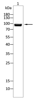 ADGRE1 Antibody