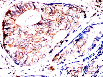 ANXA2 Antibody