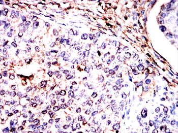 ANXA2 Antibody