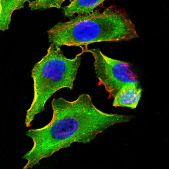 PLCG1 Antibody