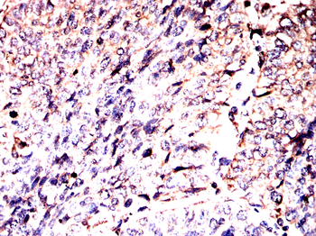 PLCG1 Antibody